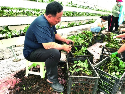 柳锡荣带村民发展种植产业